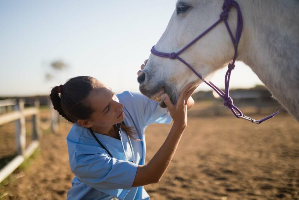 checking a horses mouth